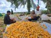 Polsek Kembayan Panen Jagung Kuartal IV, Dukung Program Ketahanan Pangan Nasional