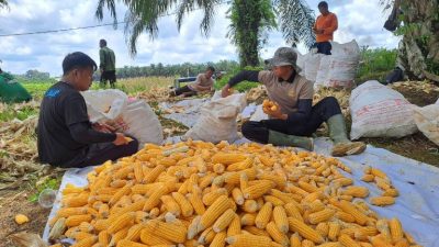 Polsek Kembayan Panen Jagung Kuartal IV, Dukung Program Ketahanan Pangan Nasional
